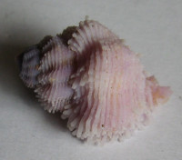 Coralliophila bulbiformis  (Conrad, 1837)