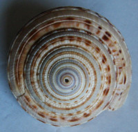 Architectonica maxima, (Philippi, 1849)
