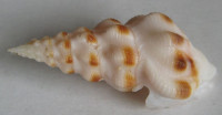 Neodrillia enna (Dall, 1918)