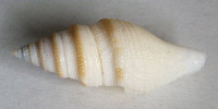 Bathytoma tippetti  Vera-Peláez, 2004