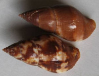 Pisania tritonoides Reeve, 1846)