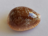 Cypraea helvola hawaiensis, Melvill, 1888 