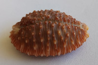Cypraea granulata, Pease, W.H., 1862