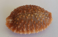 Cypraea granulata, Pease, W.H., 1862