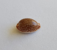 Cypraea semiplota  Mighels, 1845