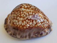 Cypraea maculifera, Schilder, 1932