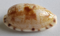 Cypraea alisonae , Burgess, 1983