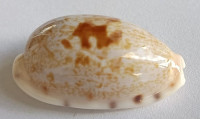 Cypraea alisonae , Burgess, 1983
