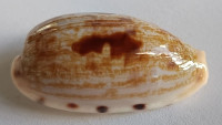 Cypraea alisonae , Burgess, 1983