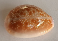 Cypraea helvola hawaiensis 2)   Melvill, 1888