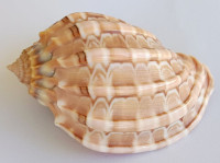 Harpa major f. conoidalis, (Lamarck, 1843)