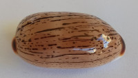 Cypraea isabella controversa, (Gray, 1824)