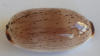 Cypraea isabella controversa, (Gray, 1824)