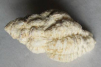 Coralliophila meyendorffii , (Calcara, 1845)