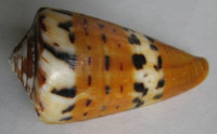 Conus capitaneus Linnaeus, 1758