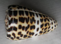 Conus eburneus polyglotta 1)  Weinkauff, 1891