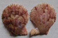 Mimachlamys varia 1)  (Linnaeus, 1758)   	