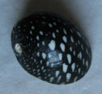 Neripteron bensoni guerrini, (Récluz, 1841) 1)