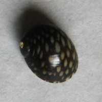 Theodoxus varius, (Menke, 1828)   	