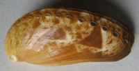 Haliotis asinina  1) (Linnaeus, 1758)