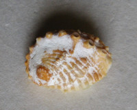Haliotis jacnensis 1)  Reeve, L.A., 1846