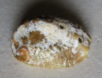 Haliotis jacnensis 2)  Reeve, L.A., 1846