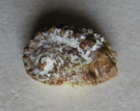 Haliotis jacnensis 4)  Reeve, L.A., 1846