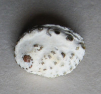 Haliotis jacnensis 5)  Reeve, L.A., 1846