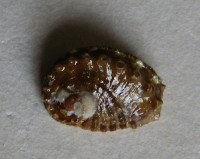 Haliotis jacnensis 6)  Reeve, L.A., 1846