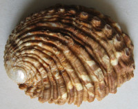 Haliotis mariae , Wood, 1828