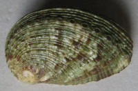 Haliotis rugosa Lamarck, 1822