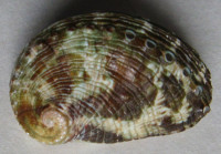 Haliotis rugosa Lamarck, 1822