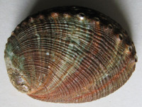 Haliotis fulgens  Philippi, 1845