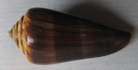 Conus furvus neobuxeus, Motta, A.J. da, 1991