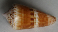 Conus vanvilstereni  (Moolenbeek & Zandbergen, 2013)