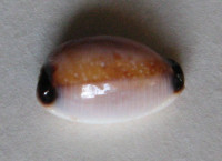 Cypraea gangranosa reentsii , Dunker, 1852