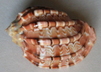 Harpa major f. conoidalis, (Lamarck, 1843)