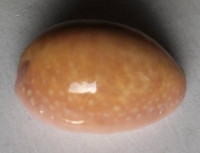 Cypraea poraria  Linné, 1758
