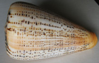 Conus suratensis, Hwass in Bruguière, 1792