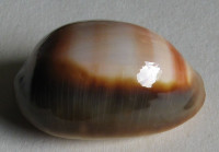 Cypraea ventriculus, Lamarck, 1810