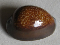 Cypraea caputdraconis 2)  Melvill, 1888 