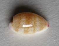 Cypraea minoridens julianjosephi  Lorenz, 2017   NEW SUBSPECIES 