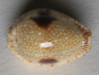 Cypraea nebrites 1)  Melvill, 1888