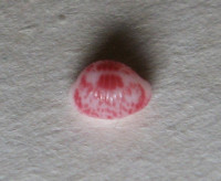 Purpurcapsula exigua (Mighels, 1845)