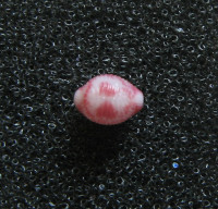 Purpurcapsula exigua 1)  (Mighels, 1845)