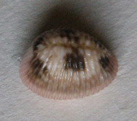 Trivia pediculus    Linnaeus 1758