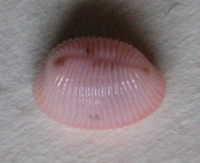 Trivia quadripunctata, Gray, J.E., 1827