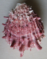 Spondylus gaederopus 2)  Linnaeus, 1758