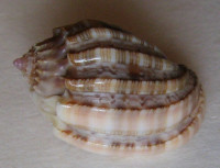 Harpa amouretta crassa, Krauss, 1848