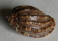 Harpa kolaceki   Cossignani, 2011